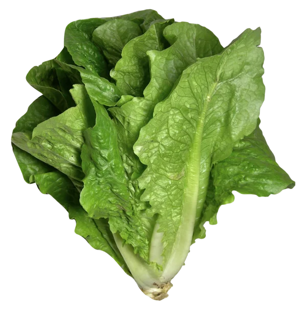 Fresh Romaine Lettuce Head PNG