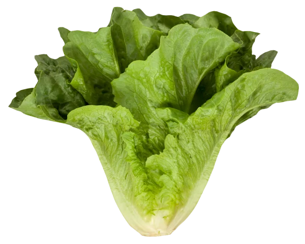 Fresh Romaine Lettuce Head PNG Transparent