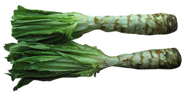 Fresh Bok Choy Stems PNG Transparent Background