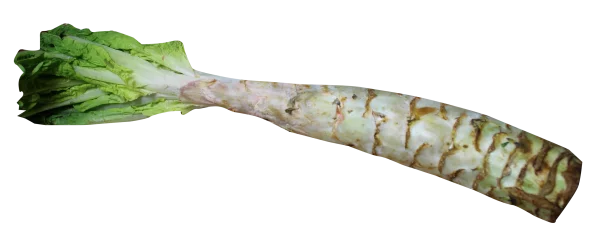 Lettuce Root with Leaves PNG Transparent