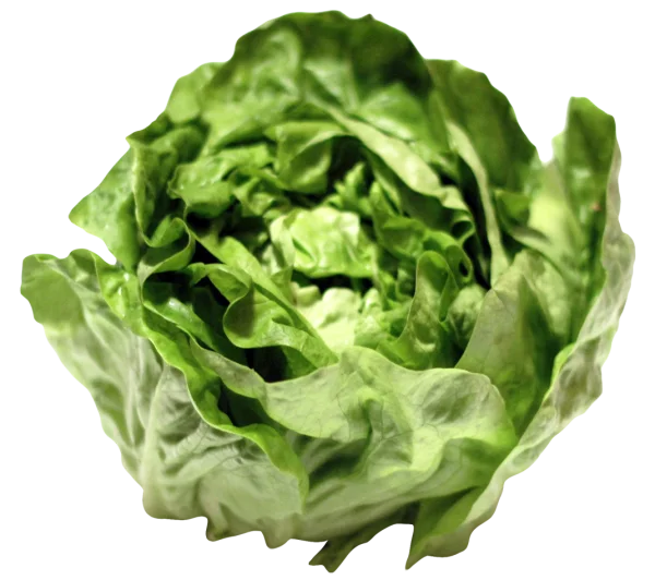 Fresh Green Lettuce Head PNG Transparent Background