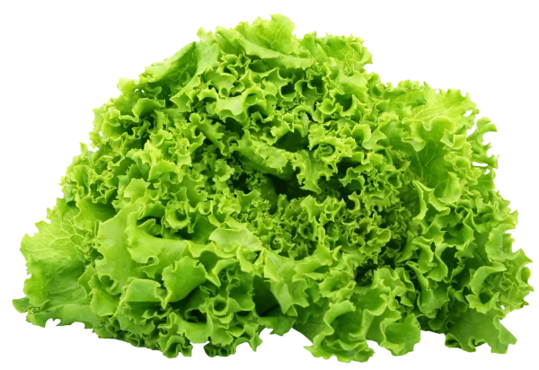 Fresh Green Lettuce PNG Transparent Background