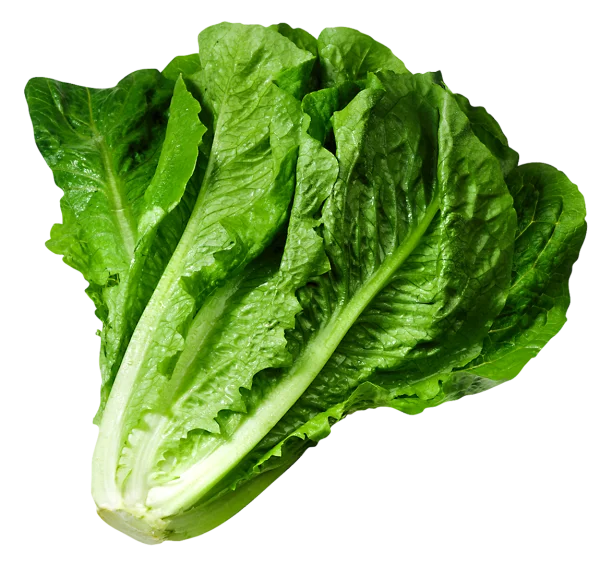 Fresh Romaine Lettuce PNG Transparent Background