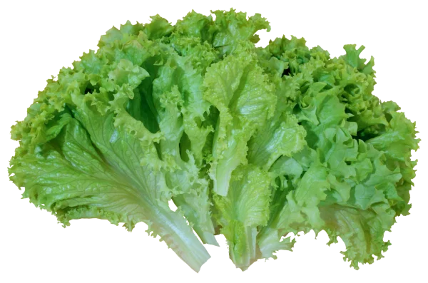 Fresh Green Lettuce Leaves PNG Transparent