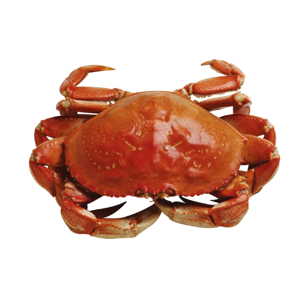 Cooked Crab PNG Transparent Background