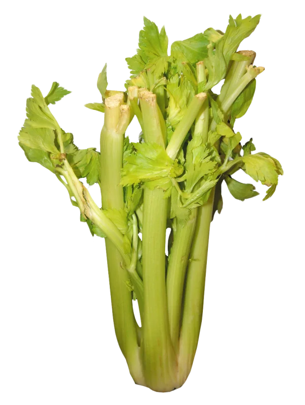 Fresh Green Celery Stalks PNG Transparent Background