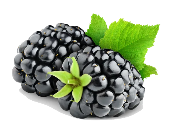 Fresh Ripe Blackberries with Green Leaves PNG