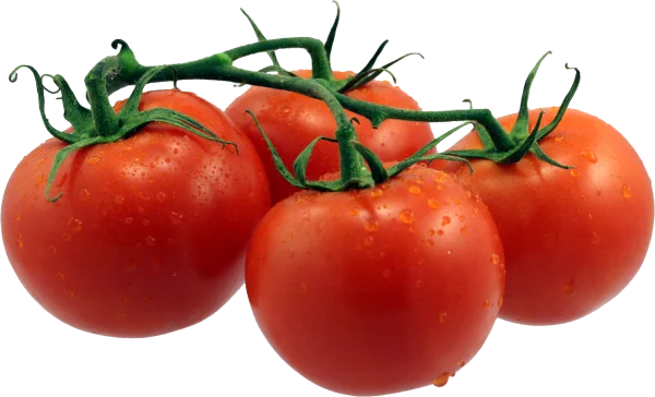 Fresh Ripe Tomatoes on Vine PNG Transparent Background