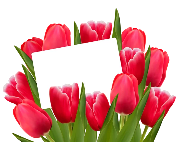 Red Tulips Bouquet with Blank Card PNG Transparent Background
