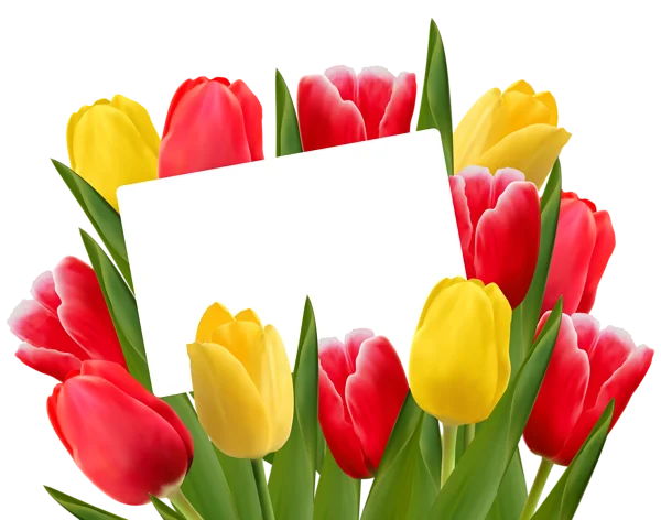 Tulip Bouquet with Blank Card PNG Transparent Background
