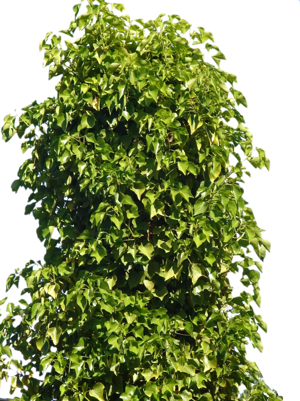 Lush Green Ivy Vine Transparent Background PNG