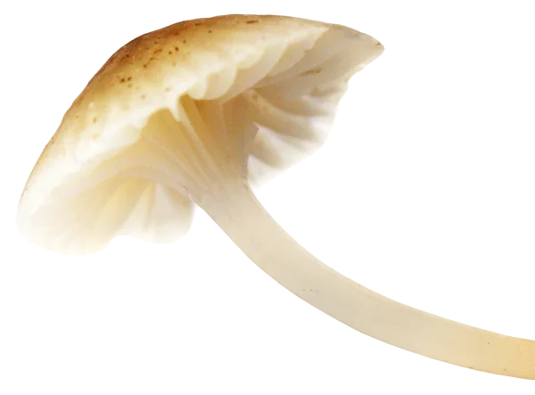 Wild Mushroom PNG Transparent Background