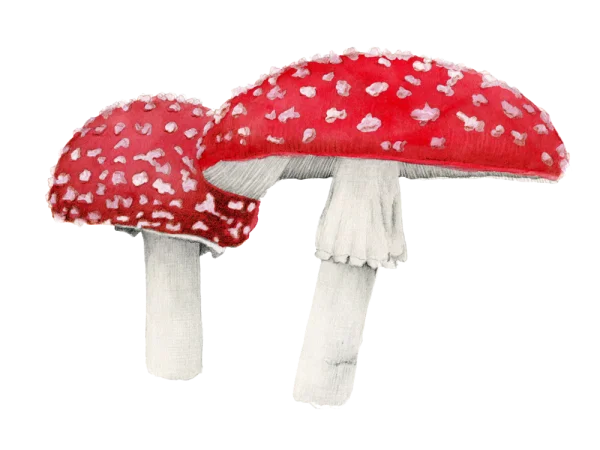 Watercolor Fly Agaric Mushrooms PNG Transparent