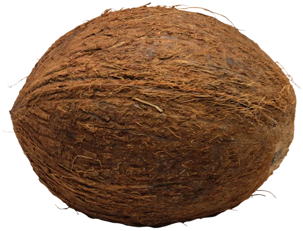 Whole Coconut PNG Transparent Background