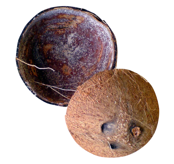 Coconut Shell Halves Transparent PNG