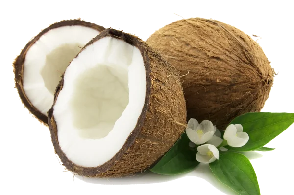Fresh Coconuts with White Flowers PNG