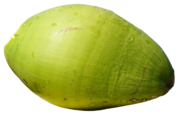Fresh Green Coconut PNG Transparent Background