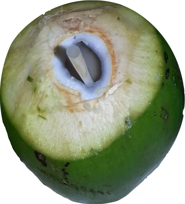 Young Green Coconut with Straw PNG Transparent Background