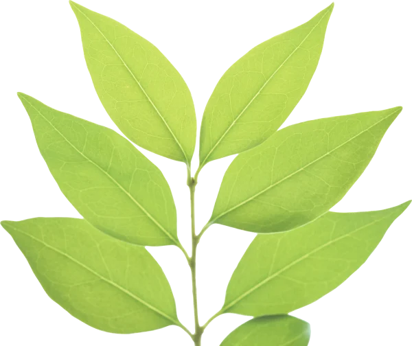 Green Leaves Branch PNG Transparent Background