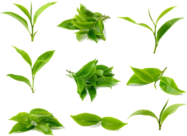 Fresh Green Tea Leaves PNG Transparent Background