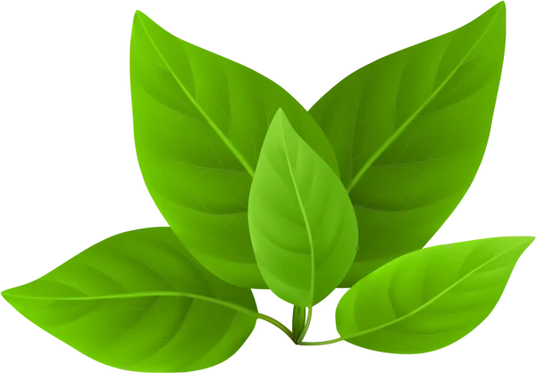 Fresh Green Leaves PNG Transparent Background