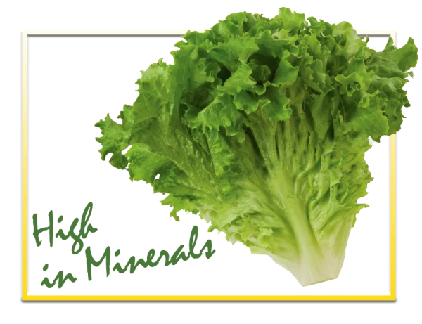 Fresh Green Lettuce PNG Transparent