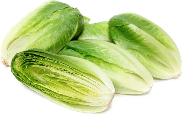 Fresh Romaine Lettuce Heads PNG Transparent Background