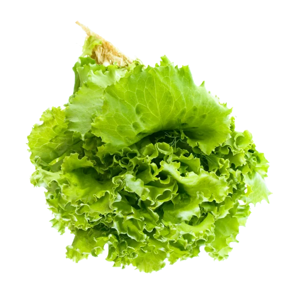 Fresh Green Lettuce PNG Transparent Background