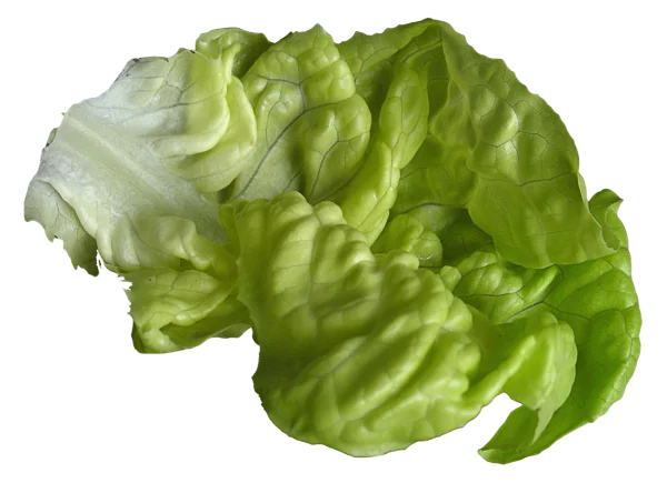 Fresh Green Lettuce Leaves PNG