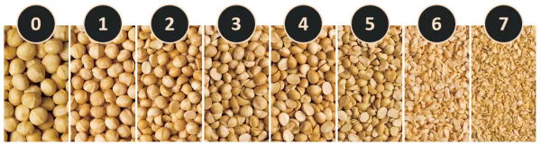 Macadamia Nuts Processing Stages PNG