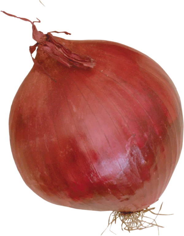 Whole Red Onion PNG Transparent Background