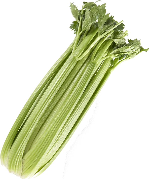 Fresh Celery Bunch PNG Transparent Background