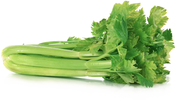 Fresh Celery Bunch PNG Transparent Background