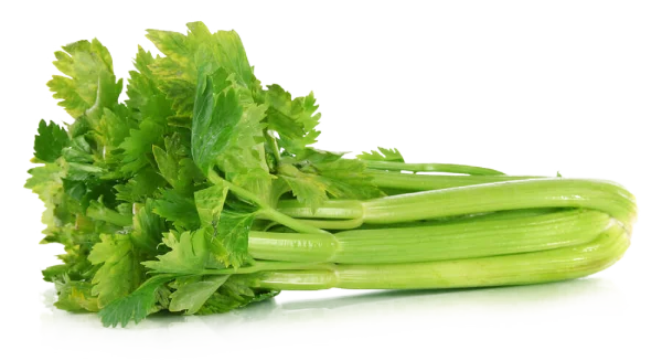 Fresh Celery Bunch PNG Transparent Background