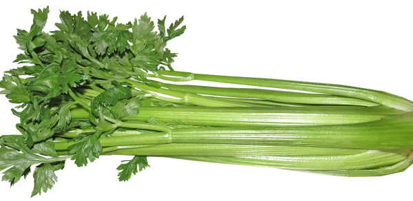 Fresh Celery Bunch PNG Transparent Background