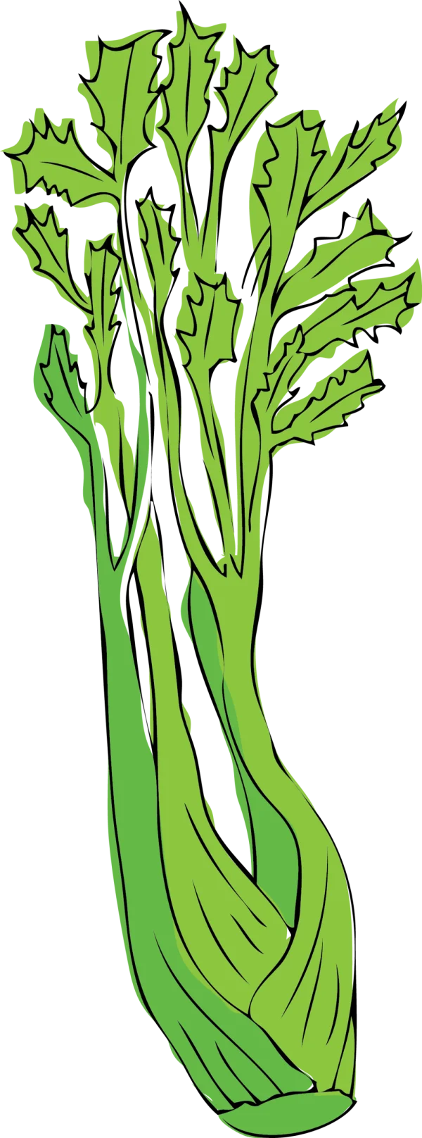 Green Lettuce Illustration PNG Transparent Background