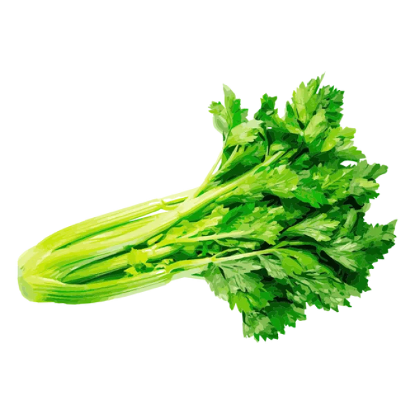 Fresh Green Celery Bunch PNG Transparent Background