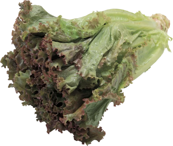 Red Leaf Lettuce PNG Transparent Background