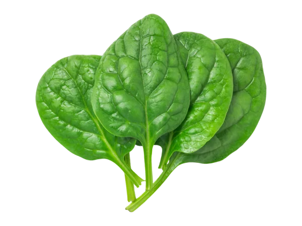 Fresh Spinach Leaves PNG Transparent Background