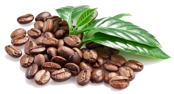 Roasted Coffee Beans with Green Leaf PNG Transparent Background
