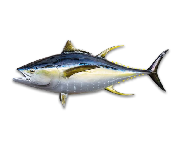 Realistic Yellowfin Tuna Fish PNG