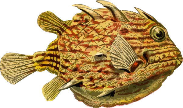 Detailed Spiky Fish Illustration PNG Transparent