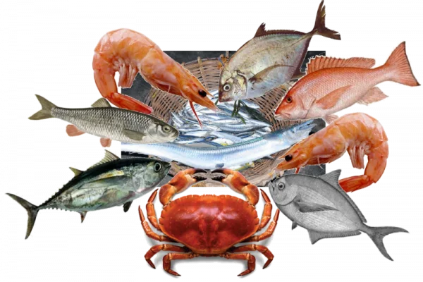 Assorted Fresh Seafood PNG Transparent Background