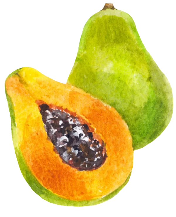 Watercolor Papaya PNG Transparent Background
