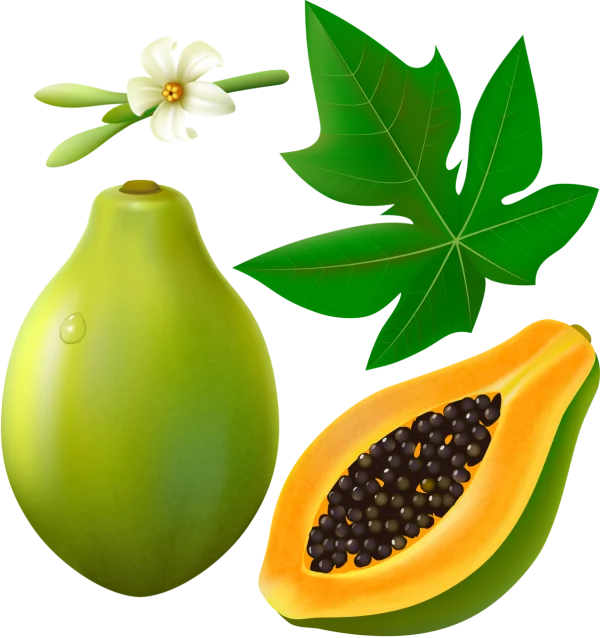 Papaya Fruit and Plant Elements PNG Transparent Background