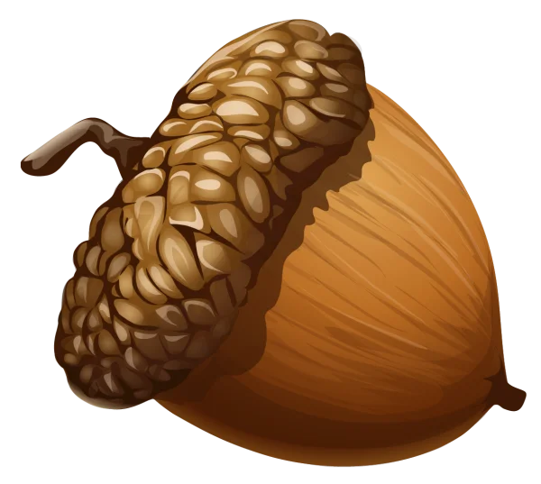 Realistic Acorn PNG Transparent Background