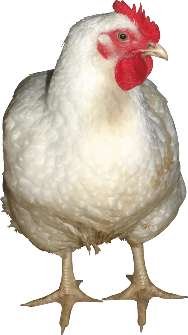 White Chicken PNG Transparent Background