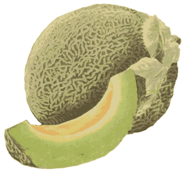 Cantaloupe Melon with Slice PNG Transparent Background