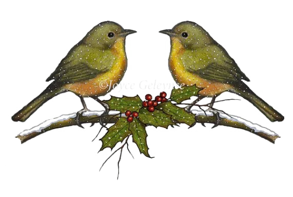 Winter Birds on Snowy Holly Branch PNG Transparent Background