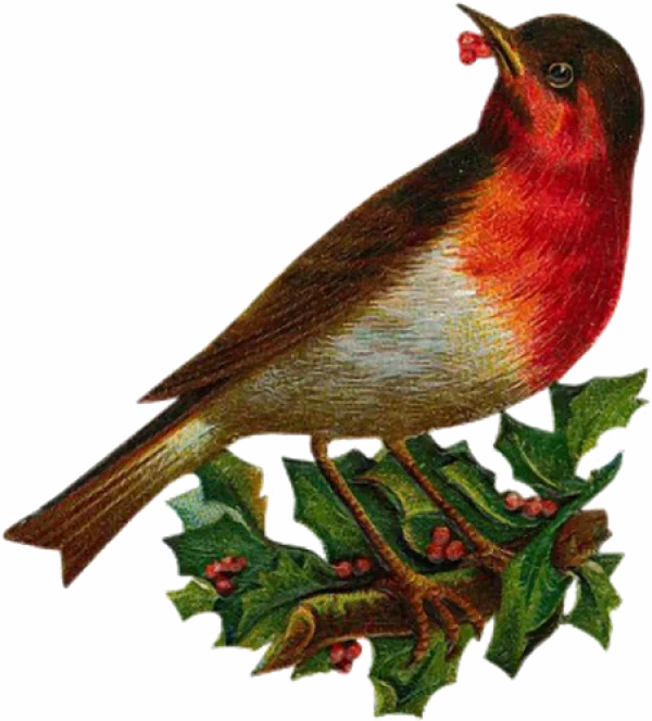 Vintage Christmas Robin on Holly PNG
